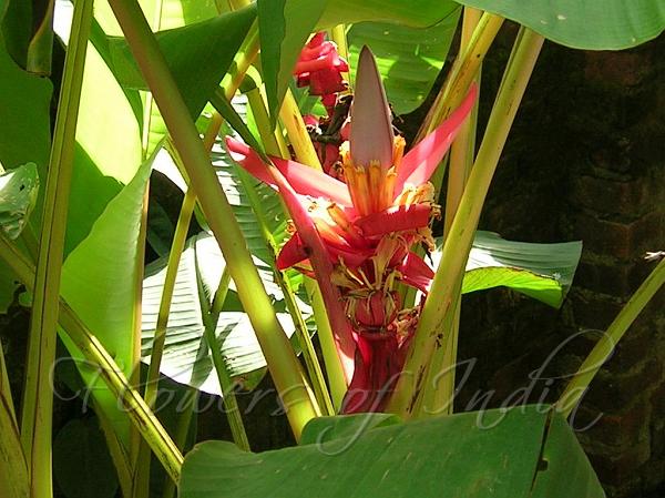 Velvet Pink Banana